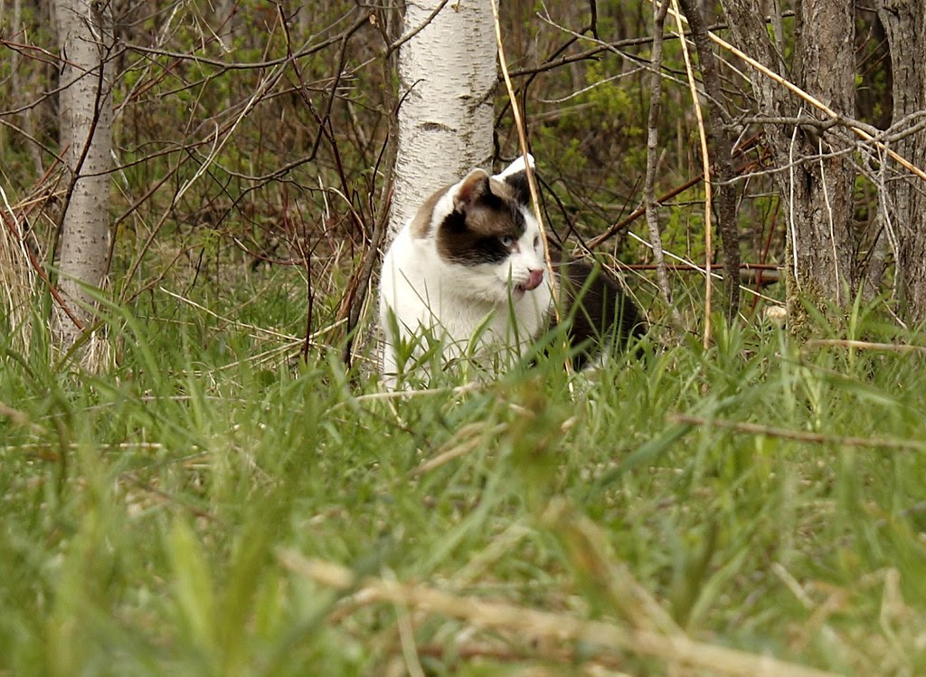 Buddy (25)