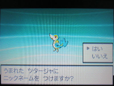 色違いツタージャ タマゴが孵ってgetだぜ 有栖のポケモン日記