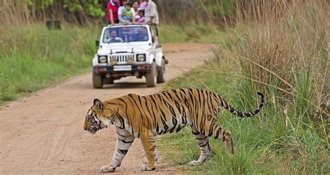 wildlife tiger safari  india indian jungle safari