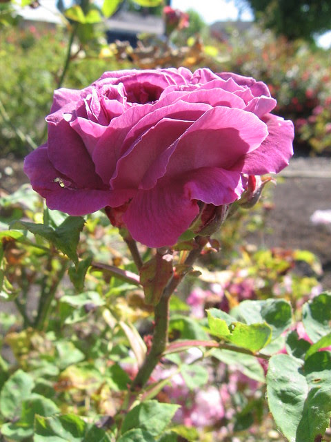 k-rose7