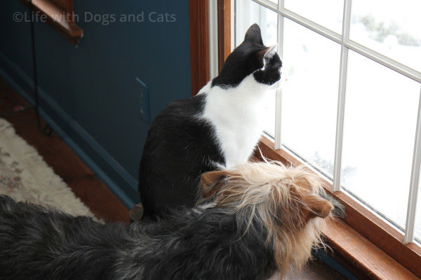 Calvin and Tucker looking out the window.