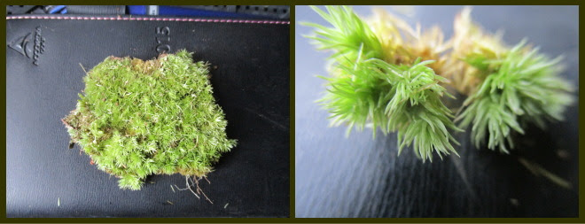 苔の栽培方法 012 ホソバオキナゴケ 日本苔技術協会