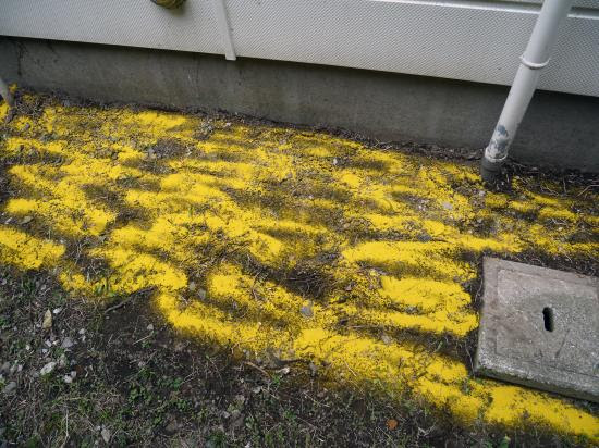 雑草対策の決定版 家の周りの雑草の草刈りが面倒です この際2度と草刈りをしなくてよい対策をやってみたいと思います 3段階の対策です まず除草剤 顆粒タイプ を散布しその上から防草シートを敷きます 防草シートはプラシティックの杭で地面に