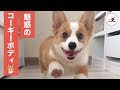 コーギー 画像 可愛い 148606-コーギー 画像 可愛い