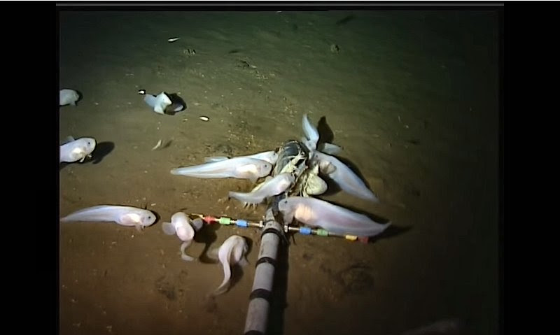 電子版 マリアナ海溝で水深8000ｍに新種深海魚 米ハワイ大など 科学技術 大学 ニュース 日刊工業新聞 電子版