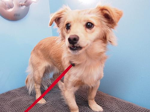 Oregon bill would give $100 tax credit for pet adoption ...