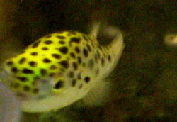 日記 その他 ミドリフグ日記 お気軽映画日記