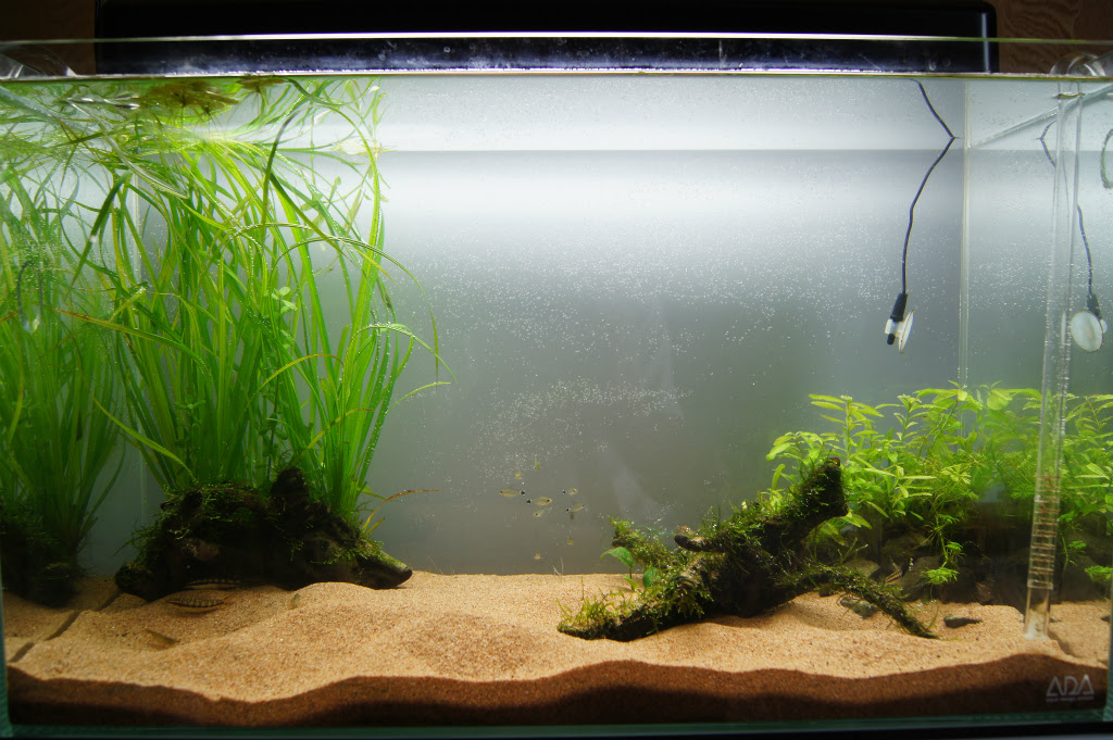 水草水槽で絨毯 草原を作りたい バリスネリア ナナ