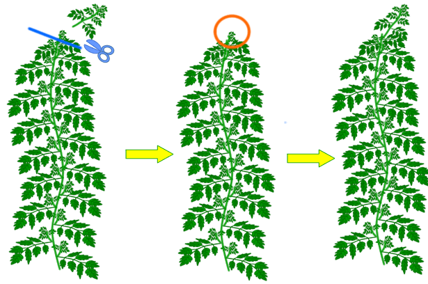 脇芽と間違えて主枝をとっちゃった 大丈夫 水耕栽培ｑ ａ