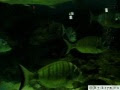 Video Севастопольский аквариум My-krym.ru .avi