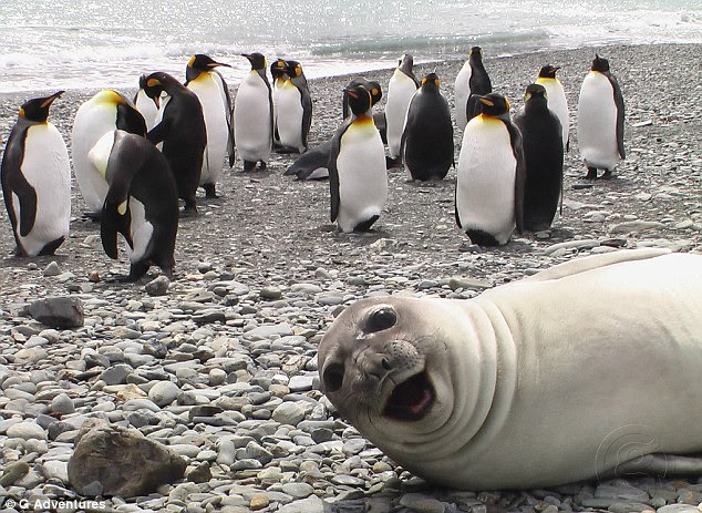Hilarious gag! This seal seems to be laughing at the penguins in the background in South Georgia