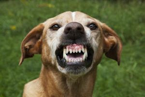 尻尾を追いかける犬のしぐさは何かのサイン 考えられる原因と対策 松波動物メディカル通信販売部本店公式ブログ