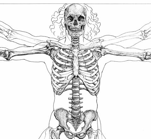 鴉工房 ウィトルウィウス的人体 骨格 図 3