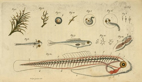 fish anatomy