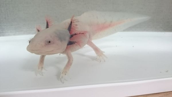 ウーパーは再生能力がスゴイ ウーパールーパー飼い方ガイド