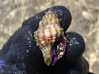 ゴーゴー潮干狩り 禁断のリーフエッジへ 月刊 沖縄と貝 With 光