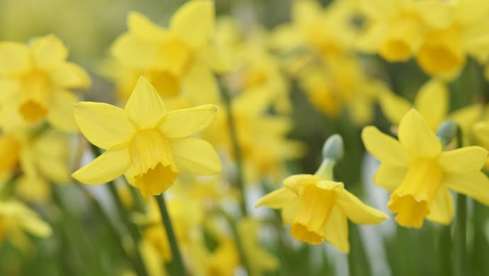 水仙の花言葉 黄や白などの色別や種類別で17の意味を紹介 花言葉マップ