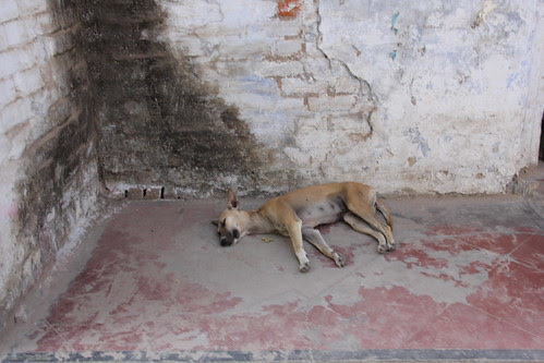 let sleeping dogs lie by firoze shakir photographerno1