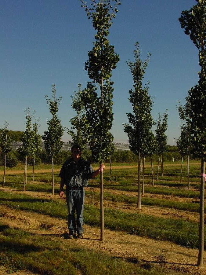 Ginkgo biloba 'Princeton Sentry' - Hess Landscape Nursery ...