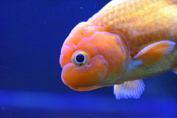 金魚の王様らんちゅう King Of Kingyo 適当金魚