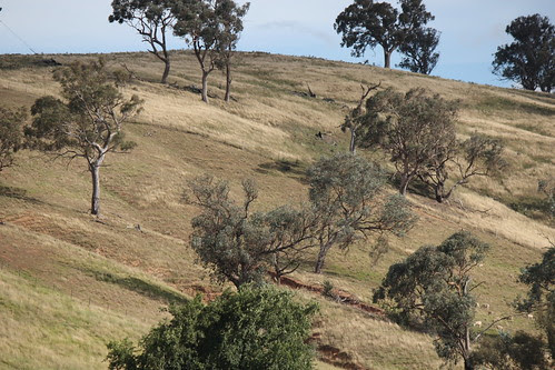 12/366 Aussie bush by bobmendo