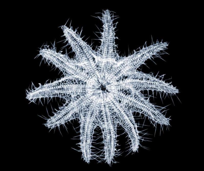 x-ray-by-nick-veasey