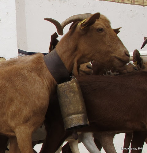 El cabrón y sus cuernos