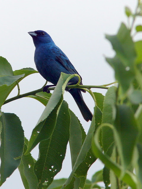 Indigo Bunting 4-20090702