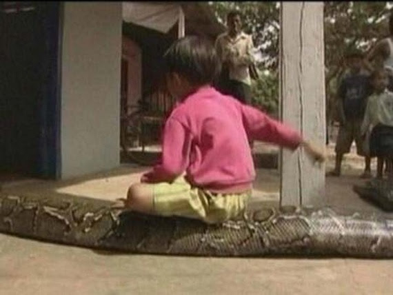 Best friend - a huge python (12 pics)