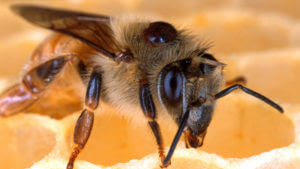 SilenceOfBees-Main