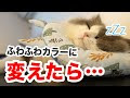 70以上 エリザベス カラー 手作り 猫 170988-エリザベスカラー 手作り 猫