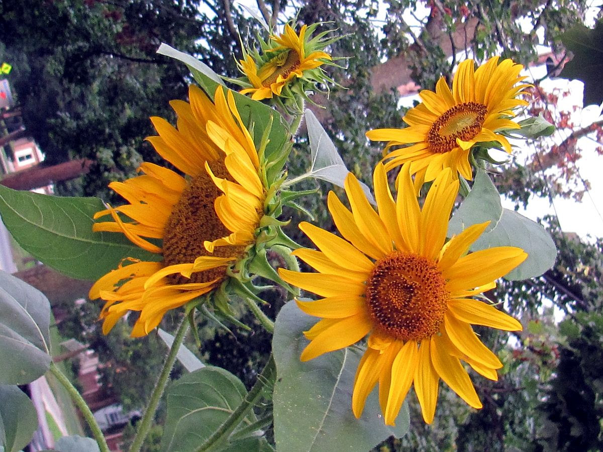 Sunflowers photo IMG_9040a_zps5bf67ac3.jpg