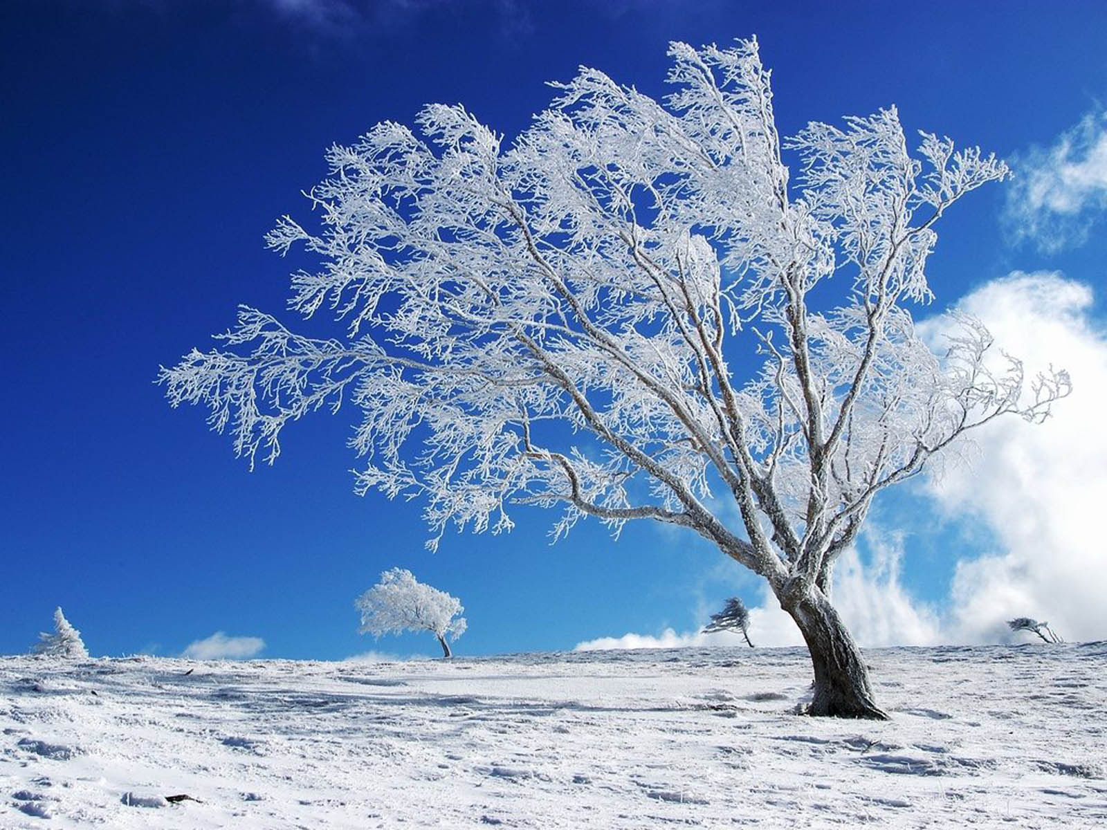 Winter Backgrounds for Desktop | PixelsTalk.Net