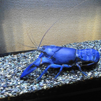 青いザリガニ ヤビー 山王グランドビル歯科のブログ