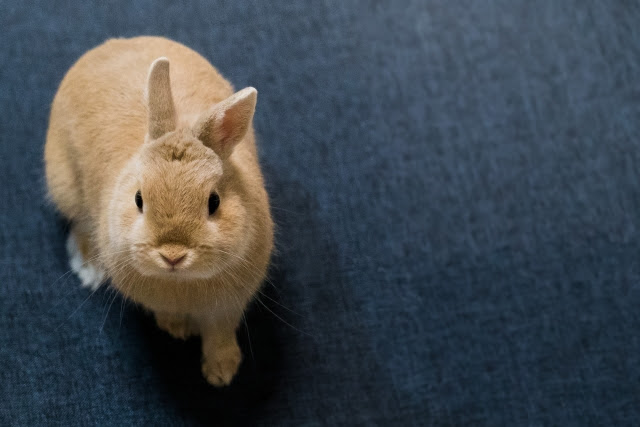ネザーランドドワーフの寿命は かかりやすい病気と飼育上の注意点