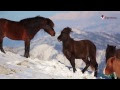 Καιρός: Άγρια άλογα στα χιόνια της Ηπείρου - Μοναδικές εικόνες στη φύση [vid] -