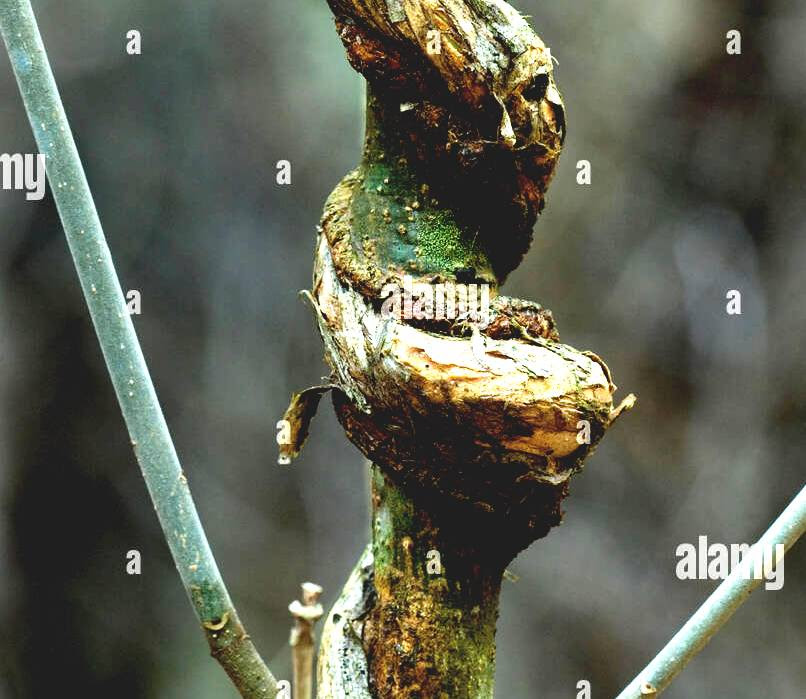 Vine of Japanese honeysuckle (Lonicera japonica) strangling a ... 
