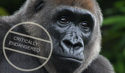 Cute Cross River Gorilla pictures, White Cross River Gorilla pictures, Picture of Cross River Gorilla , Pictures of Cross River Gorilla 