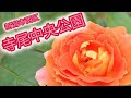 コレクション 寺尾中央公園 バラ 316843-寺尾中央公園 バラ園