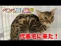 【人気ダウンロード！】 �� ベンガル 画像 276612-猫 ベンガル 画像