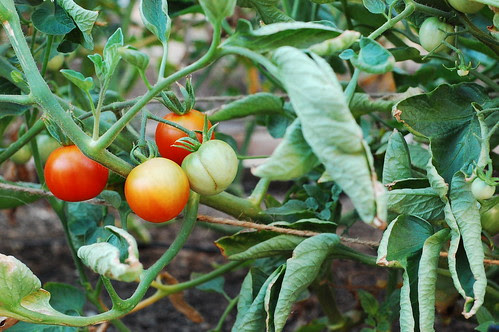tomatoes