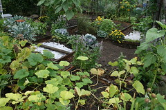 my plot 5