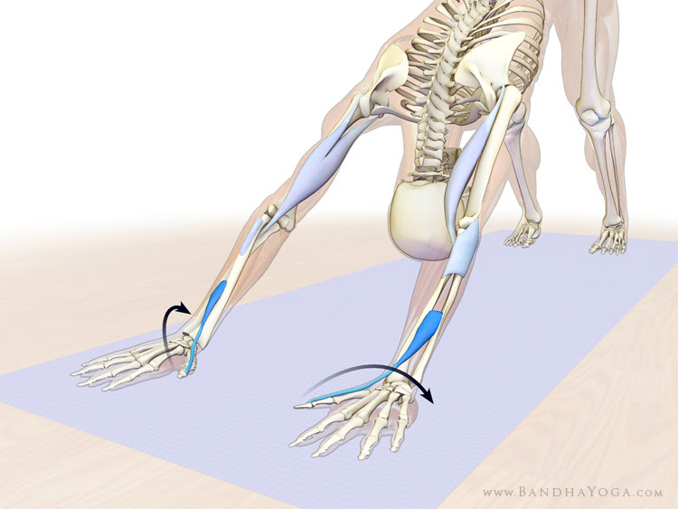 forearm supinators in downward facing dog pose