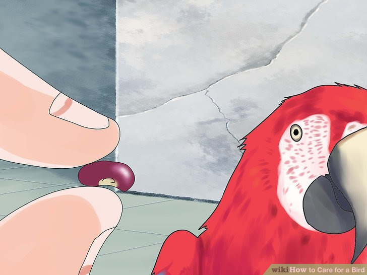 Care for a Bird Step 12.jpg