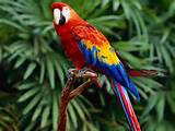 What Animals Live In The Rainforest