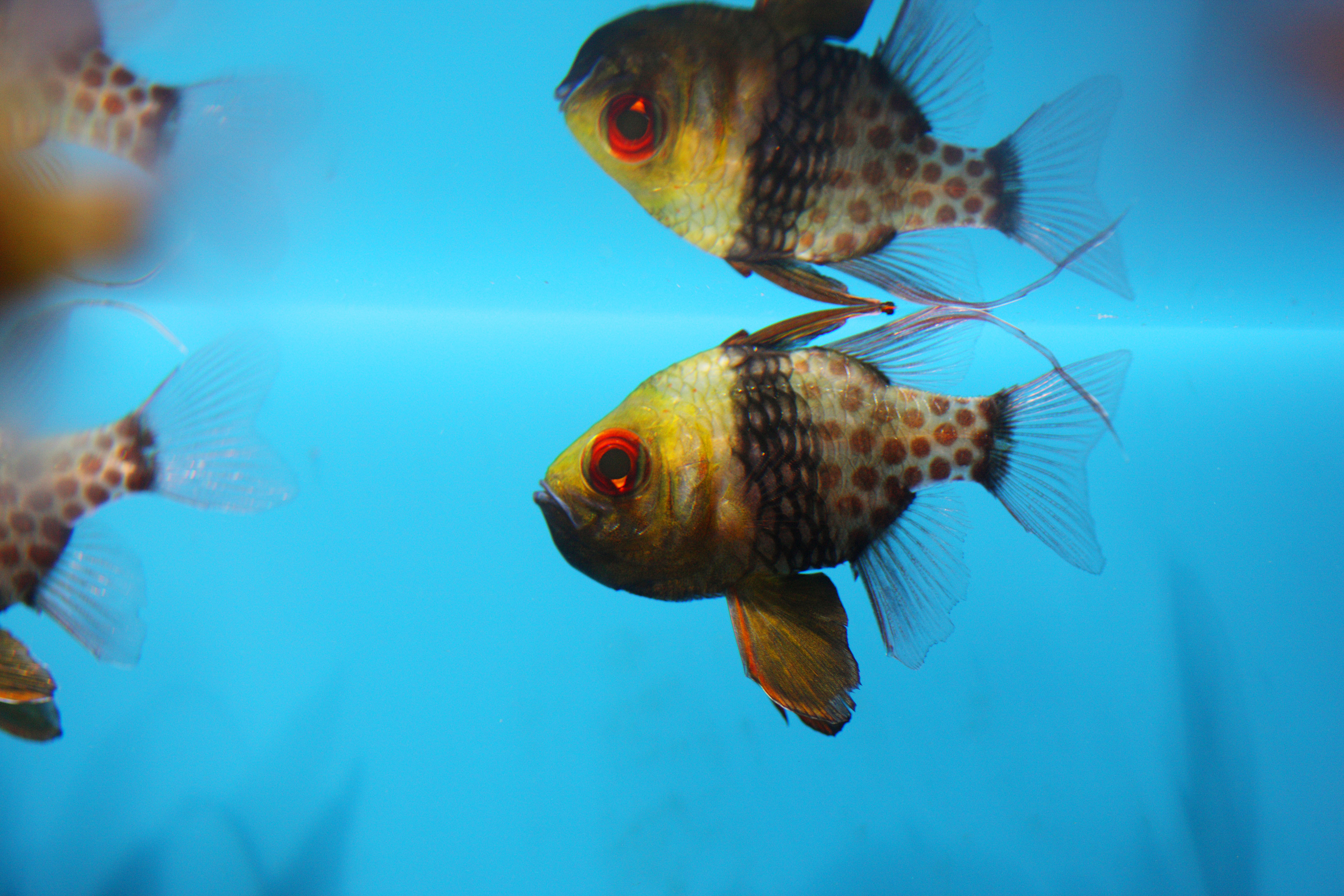 ゆんフリー写真素材集 No 魚 日本 大分