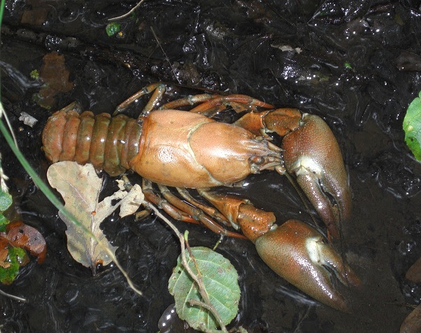 American Signal Crayfish