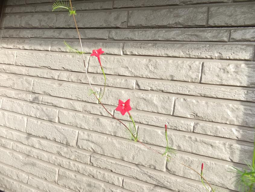 ルコウソウの花 Maybe