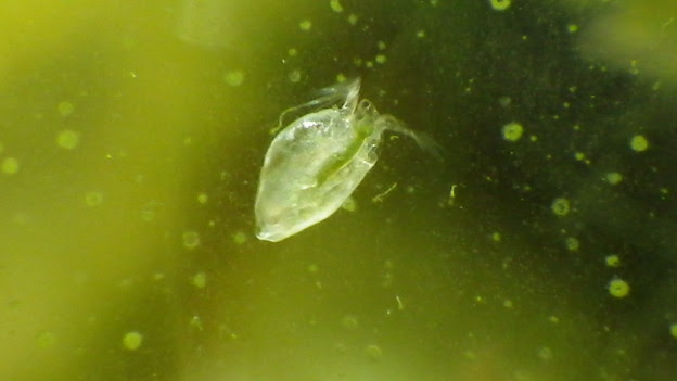 水槽の微生物ミジンコ1 照片共享頁面 攝影藏
