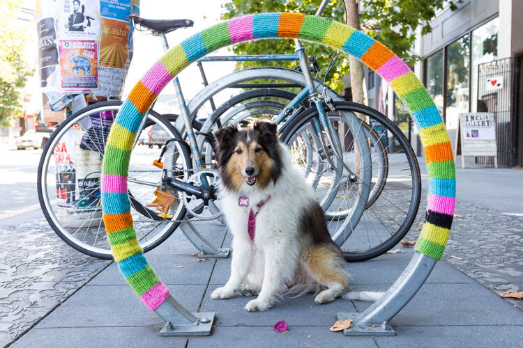 Take Your Dog on Photography Walks - dogs pose